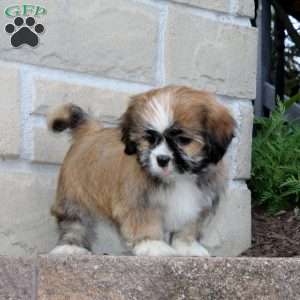 Honey Comb, Lhasa Apso Mix Puppy